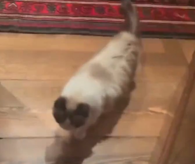 tswifterastour's tweet photo. 🚨| Benjamin Button Swift stuns for Gracie Abrams at the scene of the fire at Taylor Swift's house! https://t.co/o6kHtRGmDB