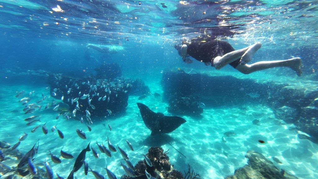 OutdoorsWire's tweet photo. What it's like swimming with marine life at Orlando's Discovery Cove https://t.co/A27AkylWyZ https://t.co/sr3xQa4XD6