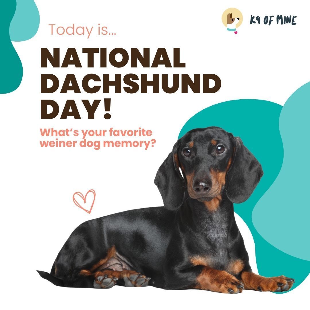 K9OfMine's tweet photo. June 21th is National Dachshund Day! Wiener dog fans unite -- tell us about a favorite memory one of these long 'n low fellows! https://t.co/vqT6c45bHz