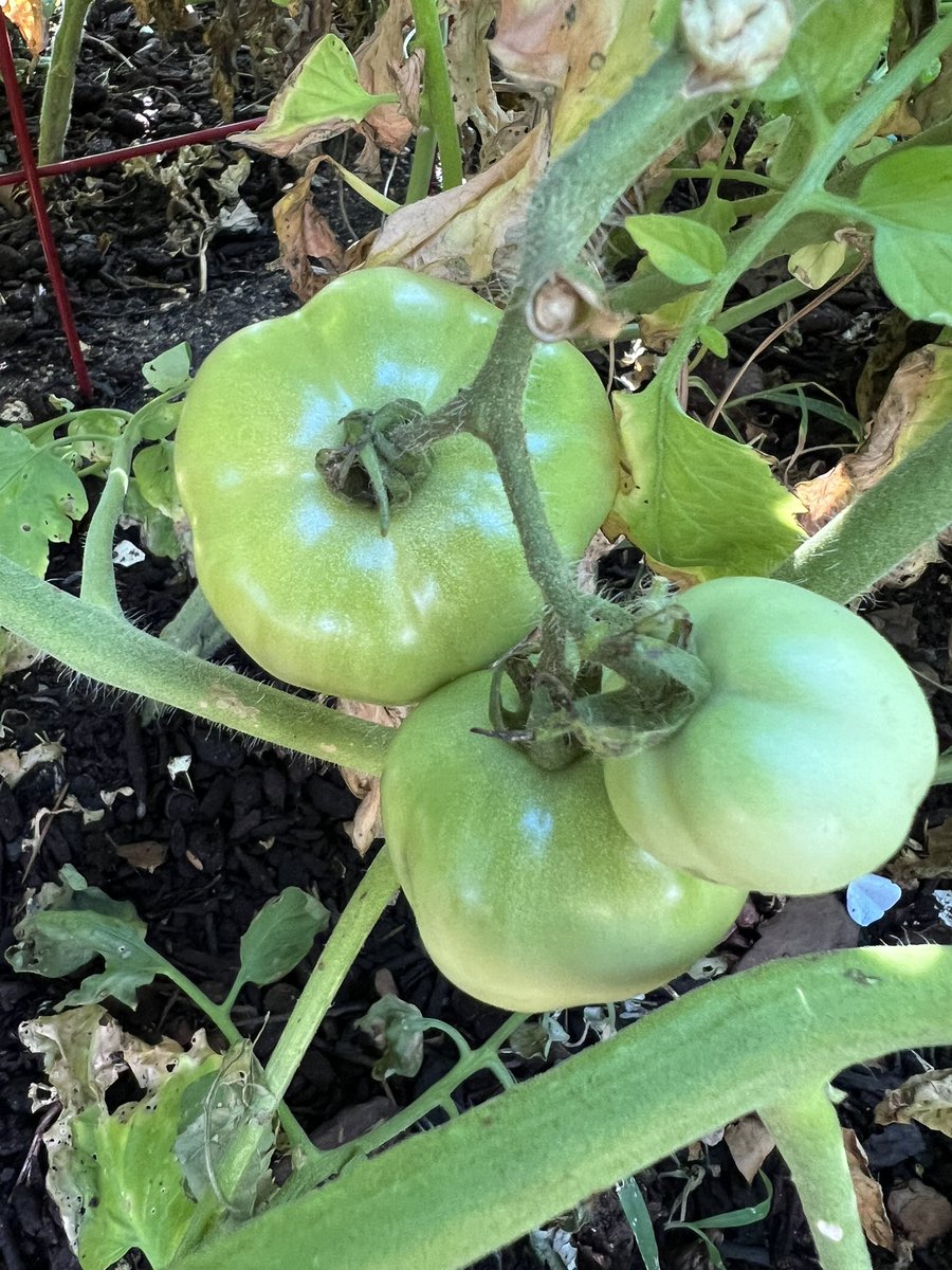 The fruits (and vegetables) of my labor! 🤩