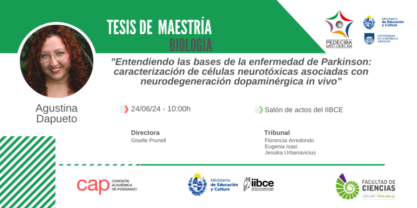 IIBCE's tweet image. 👏El lunes 24/6 Agustina Dapueto defiende su Tesis de Maestría "Entendiendo las bases de la enfermedad de Parkinson: caracterización de células neurotóxicas asociadas con neurodegeneración dopaminérgica in vivo", a las 10h en el Salón de Actos 🔬🧠+ info&amp;gt; tinyurl.com/3wcat5d6