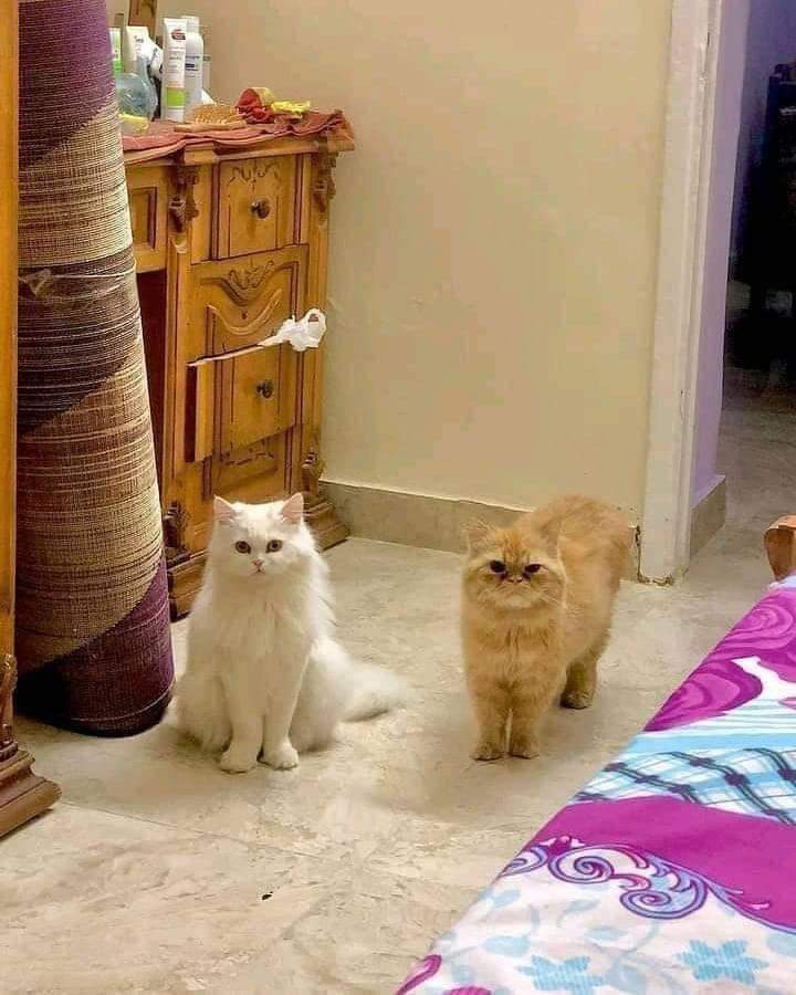 itsans21's tweet photo. بتبسبسلها ليه يا نجم 😾 https://t.co/uihyE4fP1M