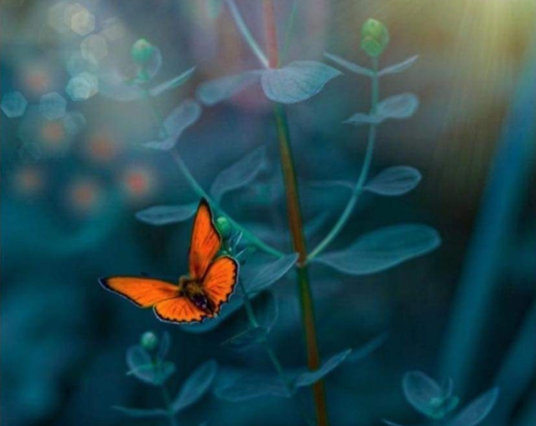rj_lizz's tweet photo. Viernes!✨️🦋 https://t.co/p22M7HozqE
