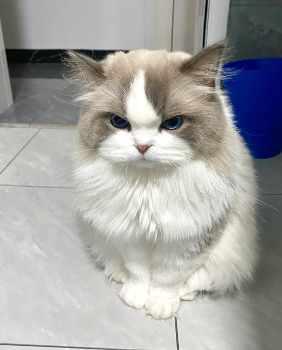 Aina_Last's tweet photo. This aggrieved look almost makes me cry haha https://t.co/jv1hUQhBE9