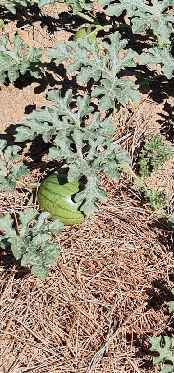 Linda Ribeiro tweet media