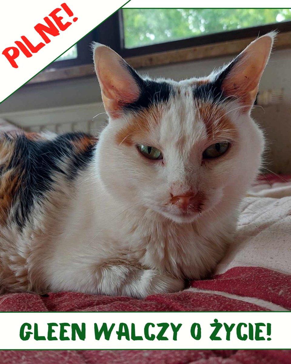 Tylko na nią popatrzcie 💔💔
Nie można jej odmówić pomocy, bez leku fip ją zabije 💔💔💔😭😭😭

pomagam.pl/gm4kam

Pomóżcie chociaż 5 zł 🙏🙏