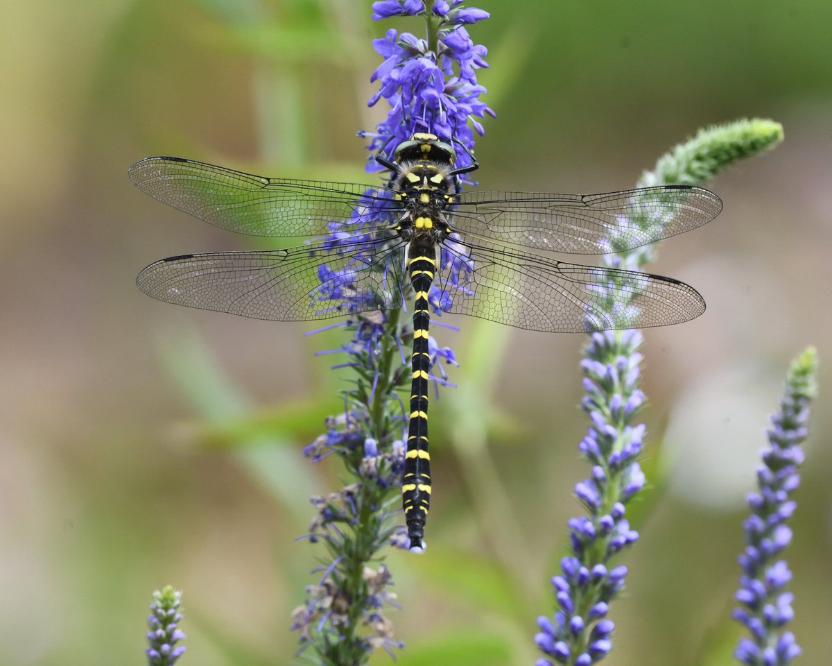 JoKingDevon's tweet photo. And when I came back to the garden for coffee, a stunning #GoldenRingedDragonfly flew in and settled for a while by the pond😃#Shutterton #Dawlish #Devon https://t.co/w4C4yJALsi
