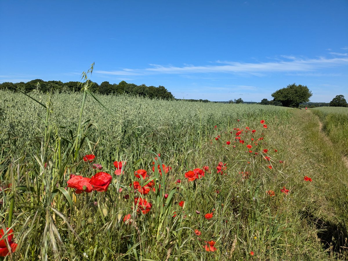 HertsWalker's tweet image. NEW: Walk 271: Tewin South-East Loop 6.7 miles. Free directions, maps, photographs, and GPS navigation files.
hertfordshirewalker.uk/2024/06/walk-2…
#hertfordshire #walking #freewalks #countryside #footpaths #nature #rambling #ramblers #freecountrywalks #Hertfordshirewalker #HertfordshireWalks