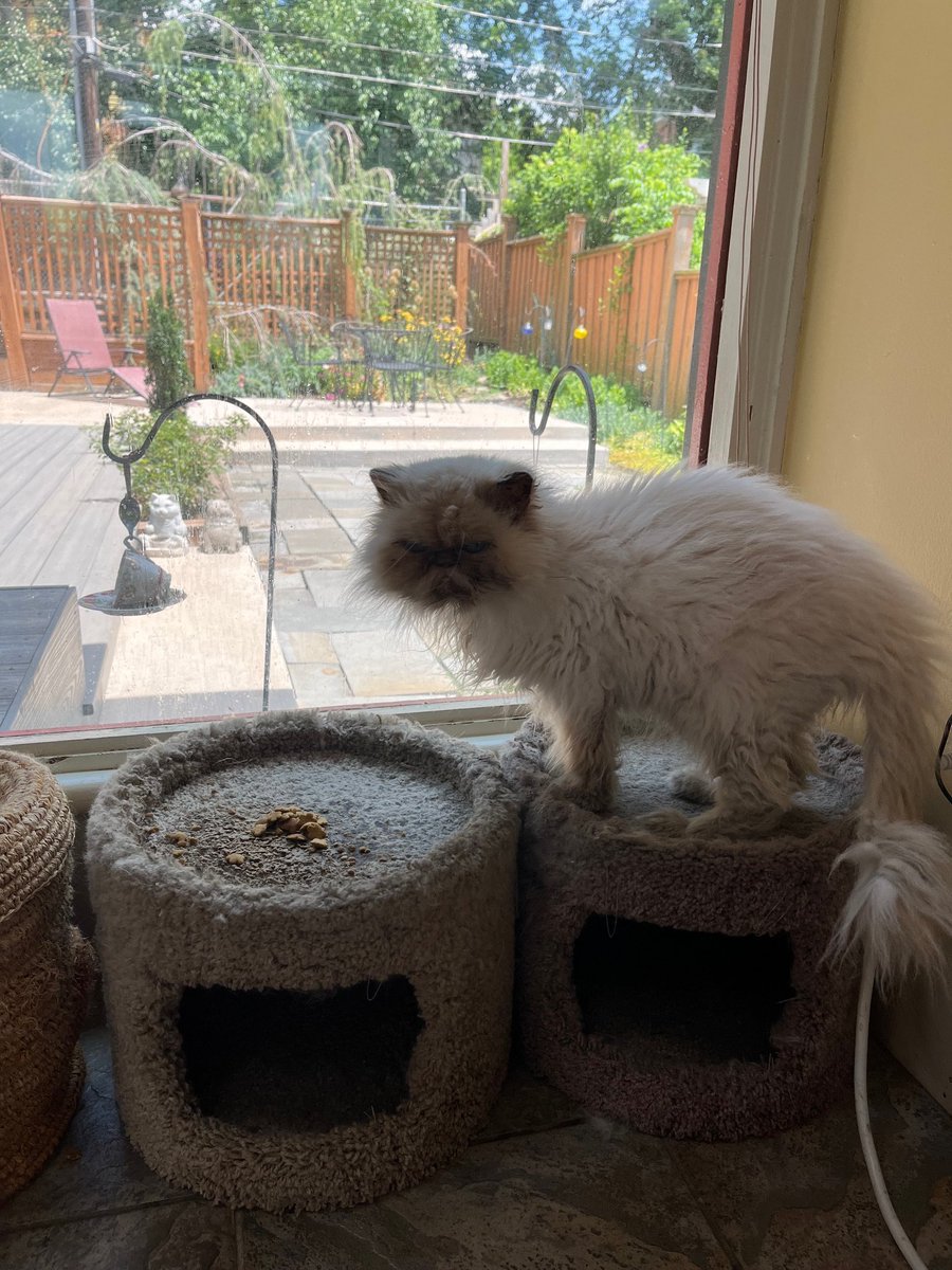 Homer here-Up on me house to get me treats. Me is taking good care of Mommy. She says me is a good boy. It's very hot so me will sleep in me box. Have a great #CaturdayEve😻 #catsoftwitter