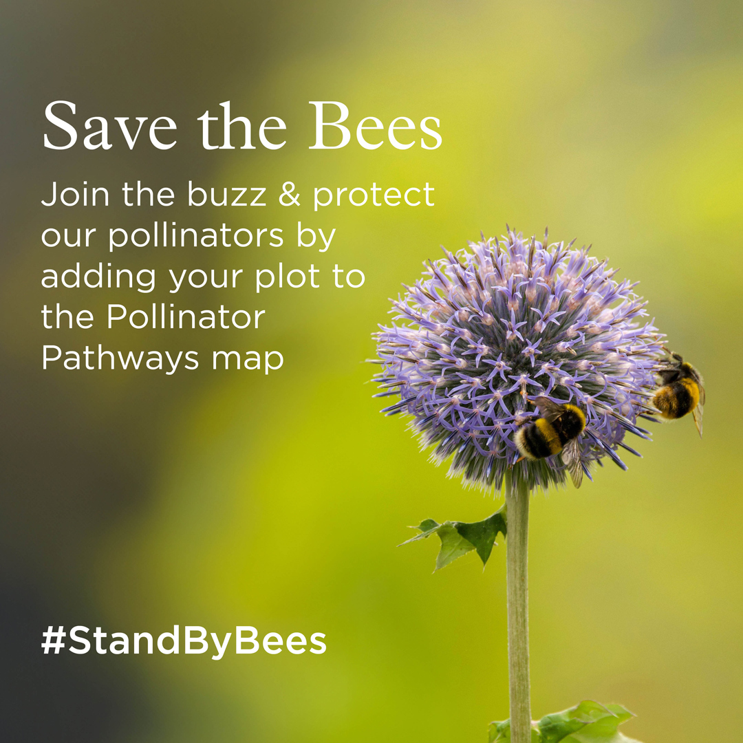 StandByBees tweet media
