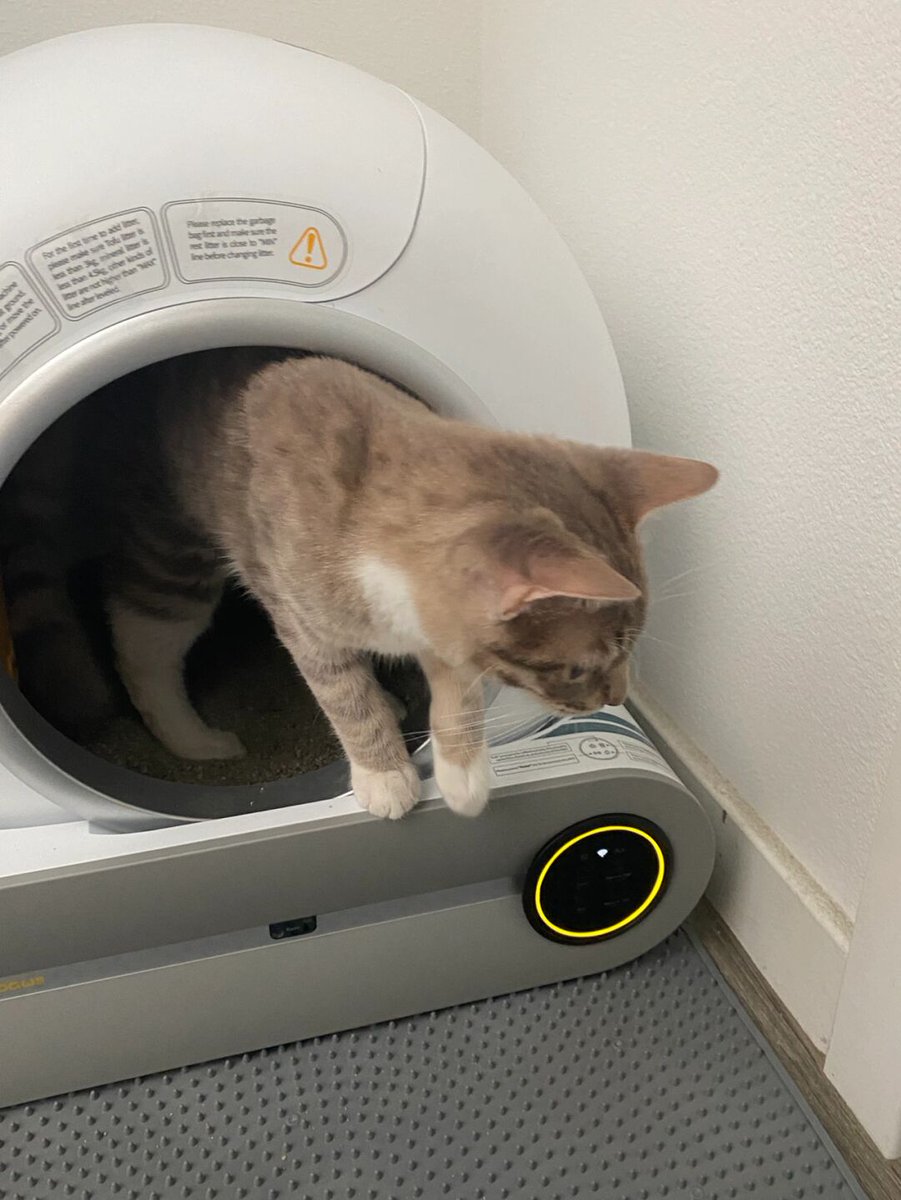 7pl3o2MBjJEIv's tweet image. Seeing my cat’s happiness with the new automatic litter box fills me with joy. Watching my pet use it makes me feel pleased and content.
