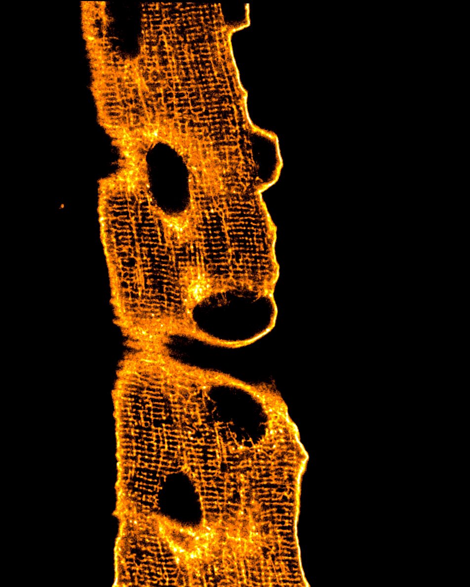 It's #FluorescenceFriday, and we love muscle fibers. So cool to visualize this plasma membrane-targeted biosensor in mature muscle fibers! It seems that the protein also allows us to see the T-tubule system (?)
<a href="/ed_battey/">Ed Battey</a>  #FluorescenceFriday