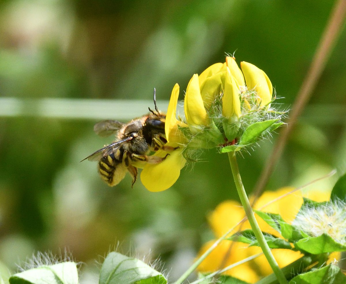 JoKingDevon's tweet photo. I love the way the #WoodCarderBees prize open the #KidneyVetch flowers to get the nectar. I'm used to seeing them on the Stachys in my garden, not seen them on Kidney vetch before, interesting to watch them dive into the flowers #Shutterton #Dawlish #Devon https://t.co/x3cZxbY5QC