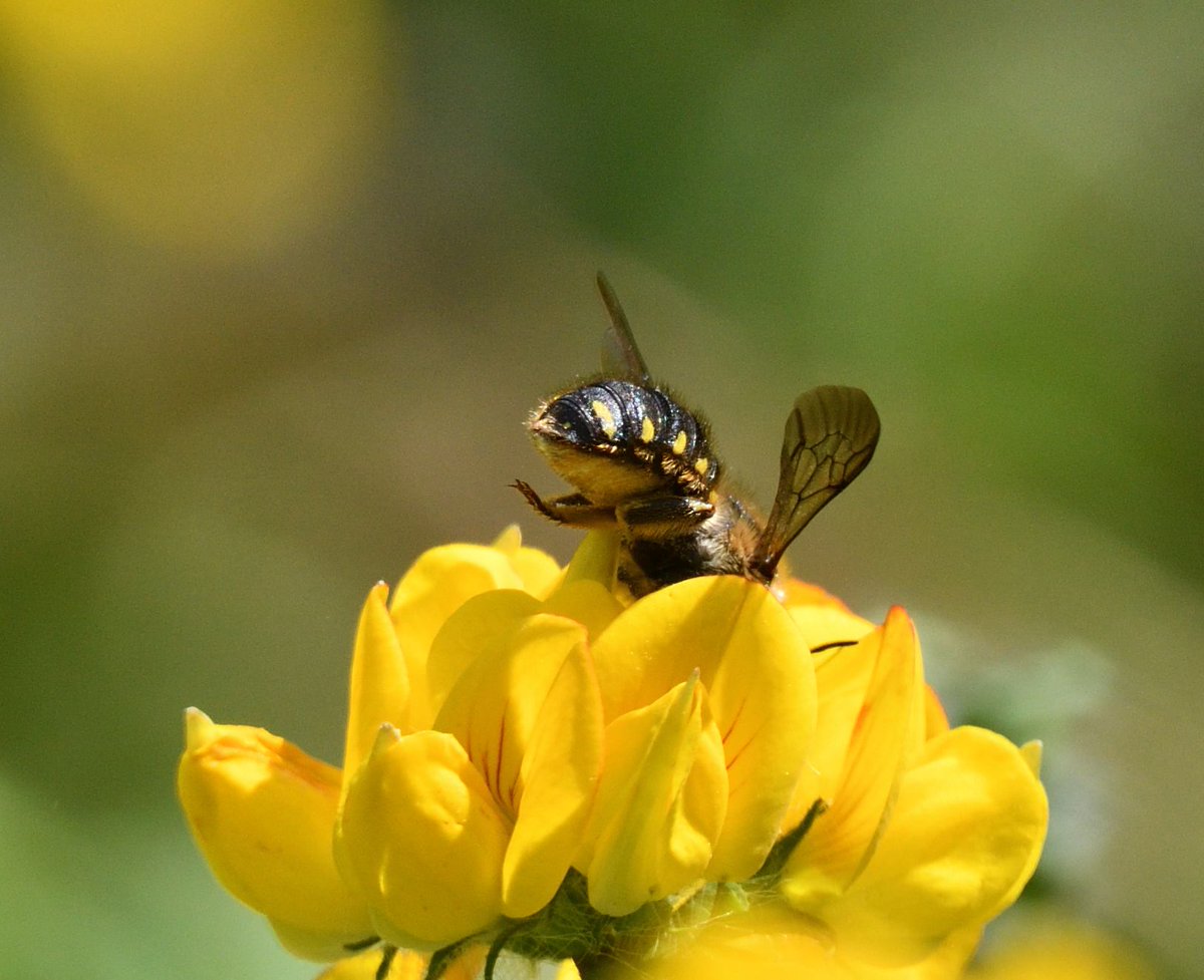 JoKingDevon's tweet photo. I love the way the #WoodCarderBees prize open the #KidneyVetch flowers to get the nectar. I'm used to seeing them on the Stachys in my garden, not seen them on Kidney vetch before, interesting to watch them dive into the flowers #Shutterton #Dawlish #Devon https://t.co/x3cZxbY5QC