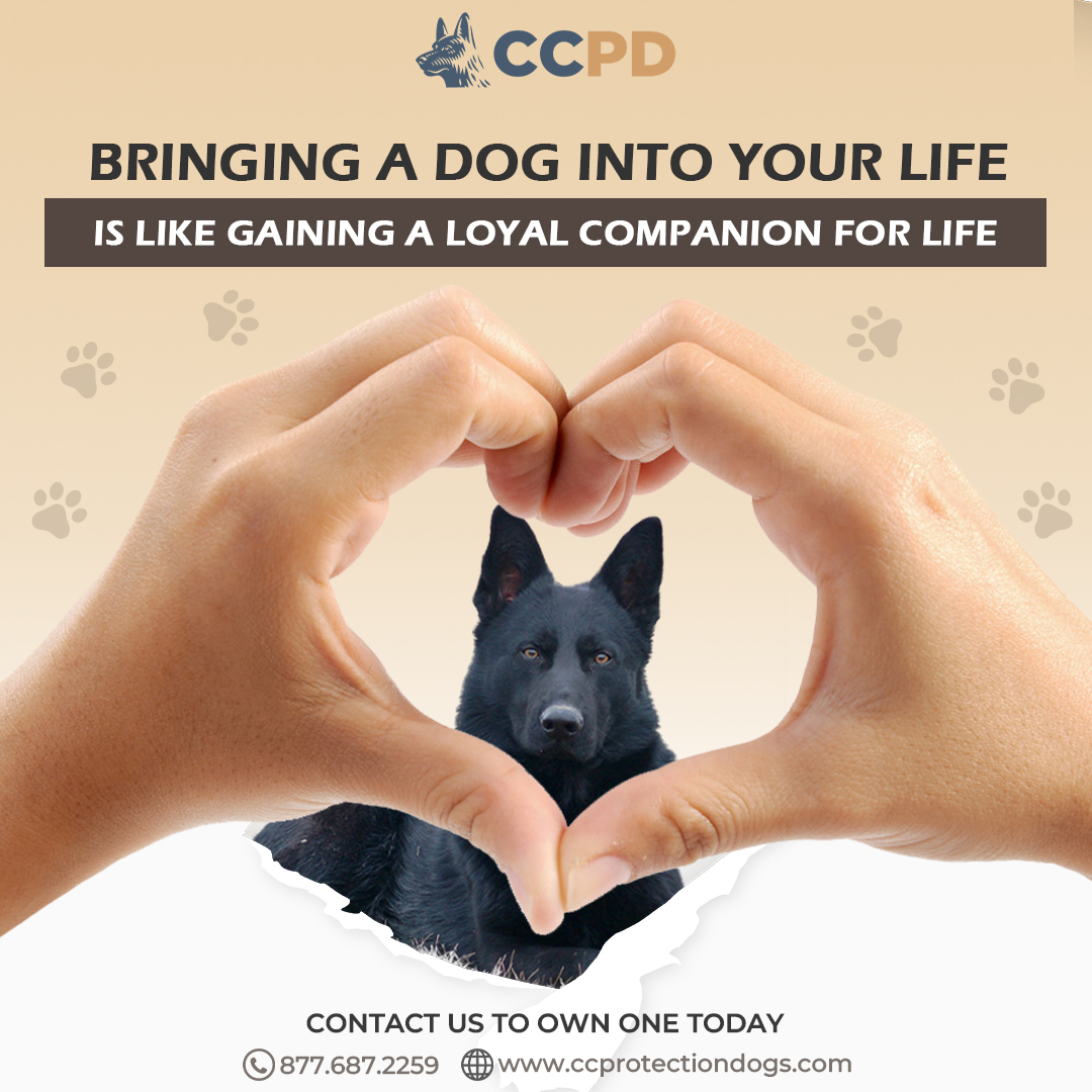 ccpdogs's tweet photo. "Bringning a dog into your life is like gaining a loyal companion for life"
#protectiondogs #personalprotectiondogs
https://t.co/sPl2TVtrCt https://t.co/R61m4qWBRI