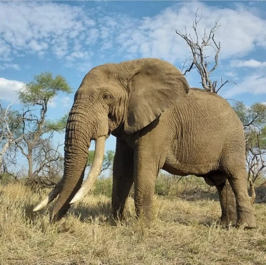 ExclusiveJourn2's tweet photo. Ezulwini,  One of the largest tuskers known in the Lowveld today, his name means 'Place of Heaven' in the Zulu language.  There is always a chance to meet this very calm-natured bull on our hosted Pridelands safari - https://t.co/KUbCiVIcYl
#wildearth #exclusivejourneysafrica https://t.co/bj6UheXXWL