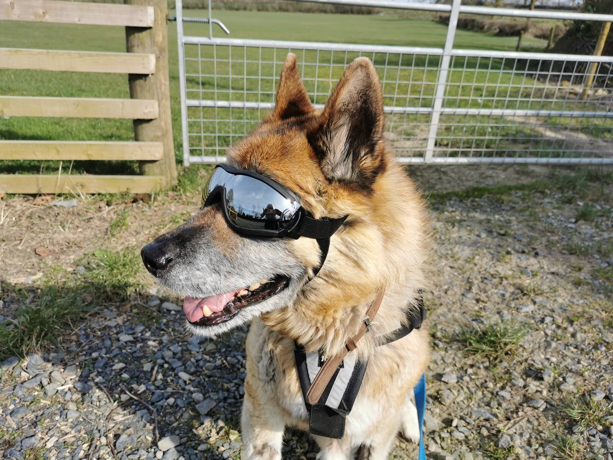 DeniseLavis's tweet photo. @RevRichardColes Sky our Akita in his goggles to protect his eyes after he became blind https://t.co/xmcxdiqlS5