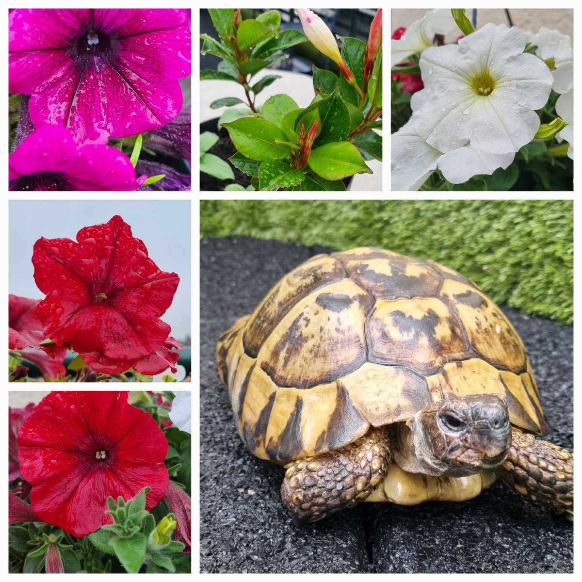 RudiHallet's tweet photo. Fauna & Flora van Landen ondergeregend.
#Who_Will_Stop_The_Rain
#PhotoCompilation https://t.co/vi6T2VDZly