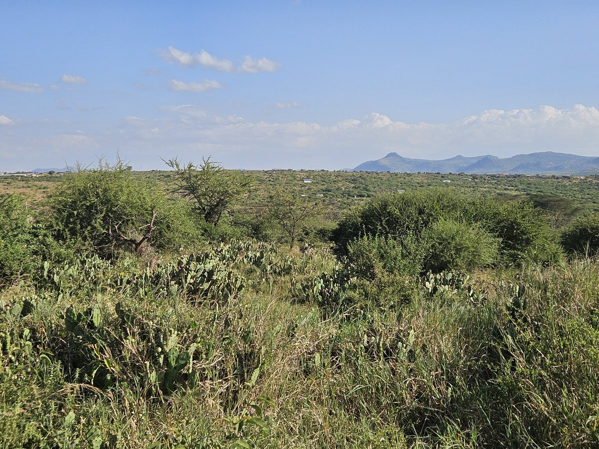 Kenneth Oduor tweet media