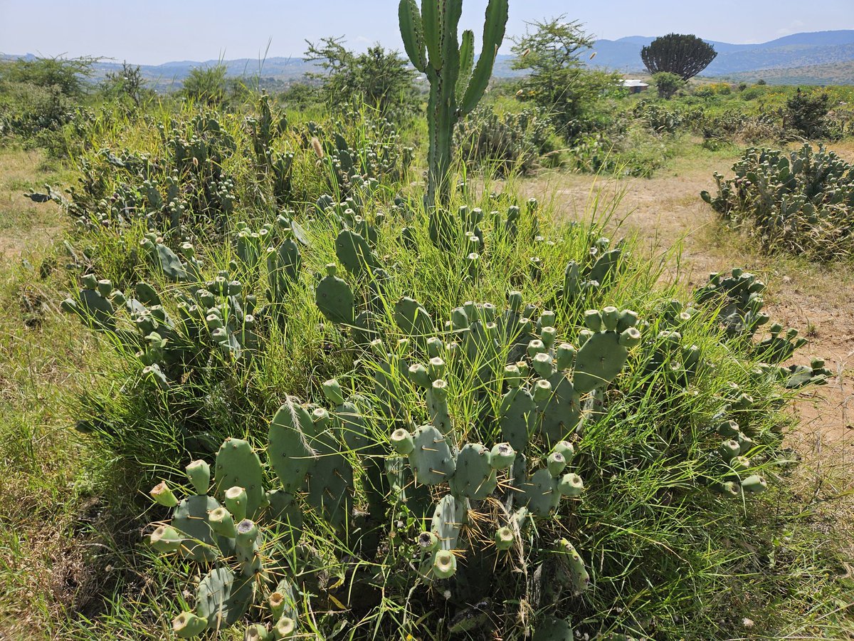 Kenneth Oduor tweet media