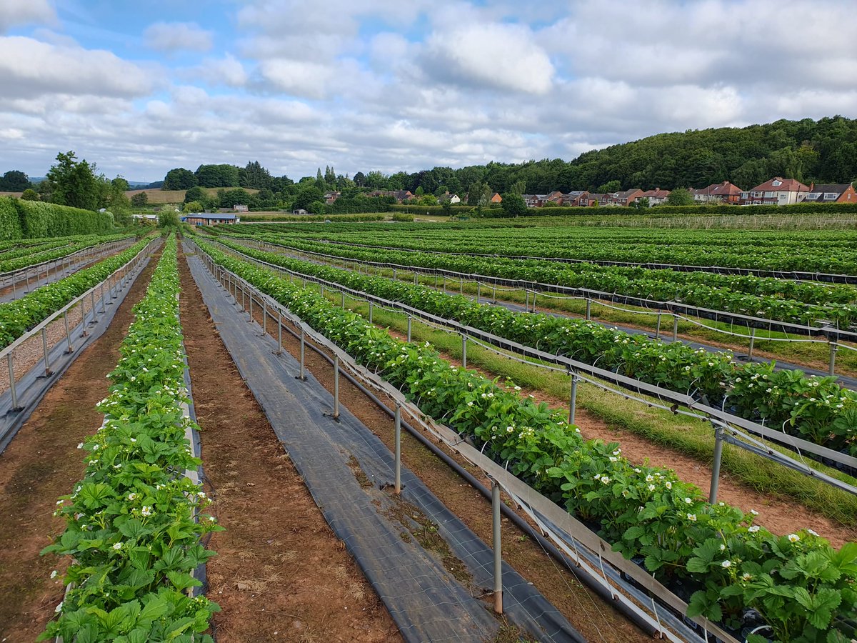 🌱🍓 Our next crop of strawberries is thriving. The cooler weather earlier this week has been perfect for these young plants, ensuring they'll be delicious and juicy when they're ready. 
Book your tickets here 🎟️👉 manorfarmfruits.co.uk/book-now/
#pickyourownfarm #pickyourownfruit