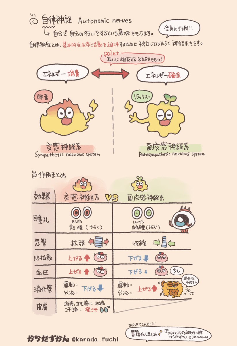 karada_fuchi's tweet photo. 【自律神経って何？】
独立して動く神経系まとめ✍️ https://t.co/iBZS9oQCBN