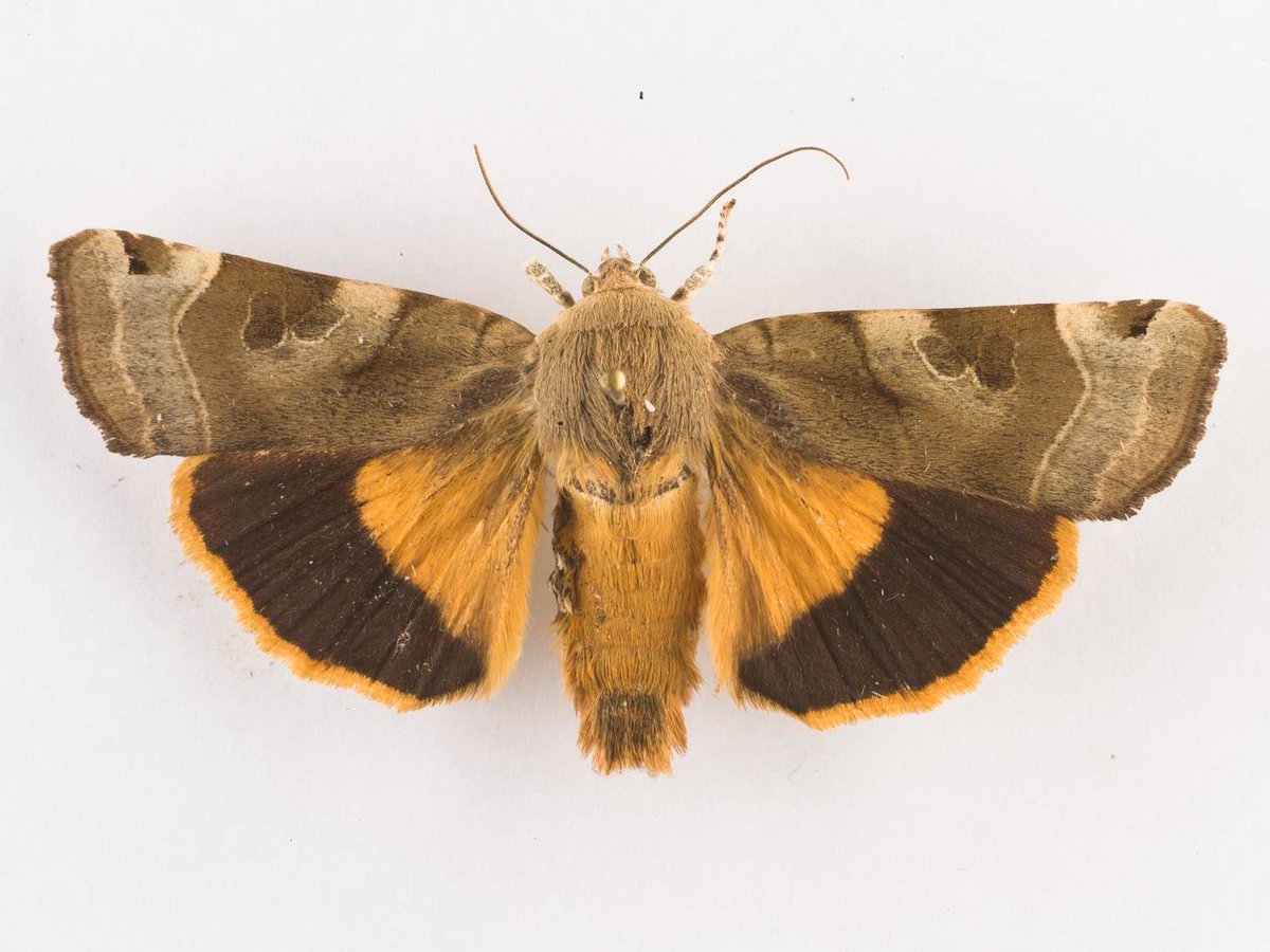 NMSEngage's tweet photo. Join entomologist Katty Baird at 09:00 for walk around East Fortune Airfield to discover what we’ve caught in our overnight moth traps.

From 10:00–12:00, make a paper insect inspired by the moths you find.

📍National Museum of Flight
🗓️30 Jun-1 Jul
🎫Free with museum admission https://t.co/v1V5ypsyeK