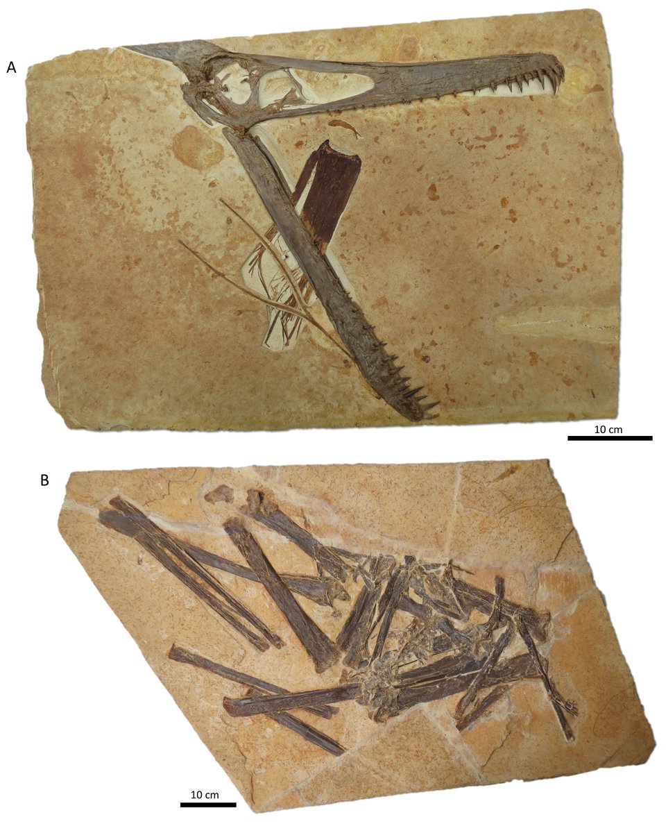 For today's #FossilFriday, here's another plate from our soon-to-be-published taxonomic revision of Santana Group pterosaurs. One plate per week, and we won't need to publish the paper anymore 😅😅😅