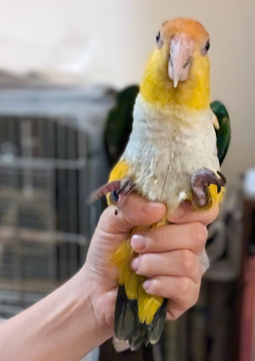 鳥ソフト。
おしりを手ですっぽりはめるとキョトンとするシロハラさん。
#シロハラインコ
#インコ
#ソフトクリーム