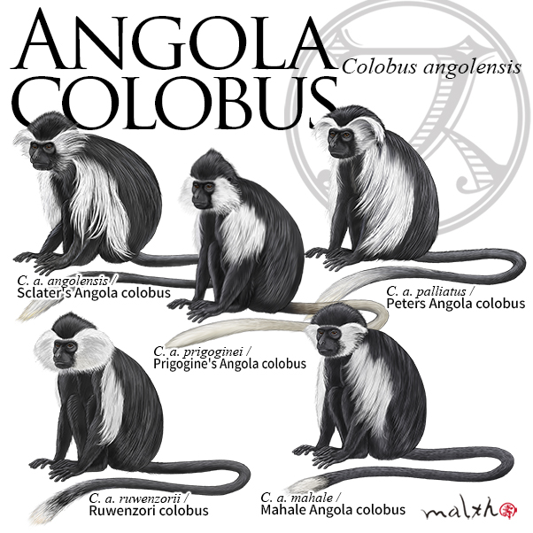 哺乳綱霊長目オナガザル科コロブス亜科コロブス属 Colobus アンゴラコロブス Colobus angolensis アフリカ中央部の広範囲に生息し6～8亜種に分けられるみたいです。しかしアンゴラ（国）にはあまり生息していない。