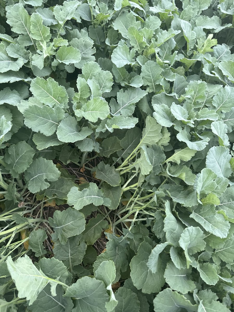 travismesser81's tweet photo. Put out some @BASFAgro L350P #canola SW #ND this year and planted it in 15” rows with #PrecisionMaXX planter at 250k into @ShelbourneReyno stripper stubble. This variety is very impressive. I think I may have went a little too thick 🤔. @PlainsGrain https://t.co/vWx9hmRnsm