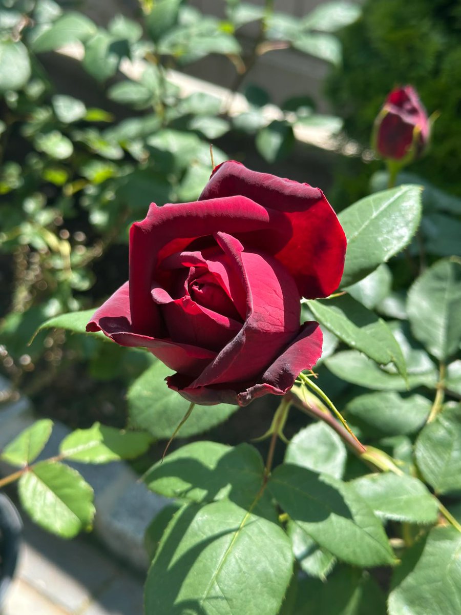 anna50uz's tweet photo. In the garden of life, I rise like a vibrant rose😇 https://t.co/e97SVaFVV3
