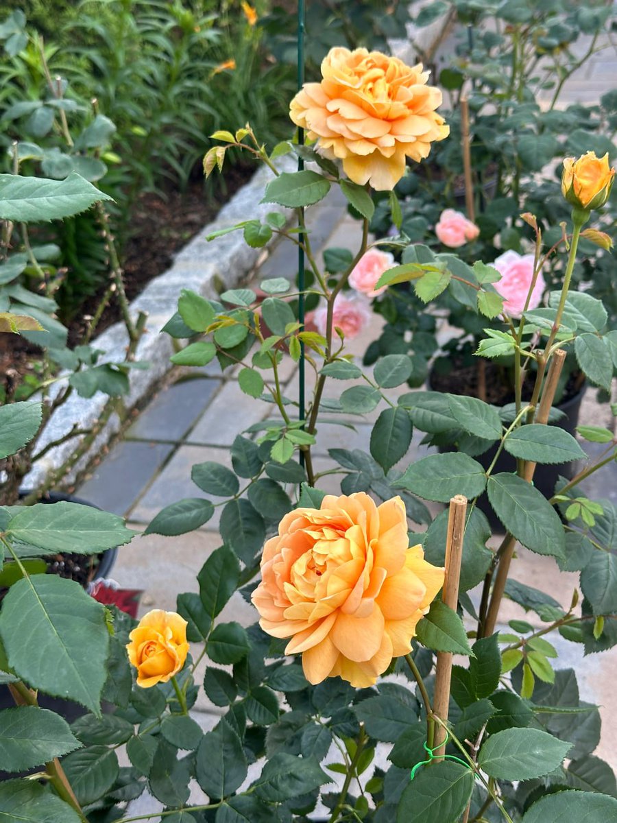 anna50uz's tweet photo. In the garden of life, I rise like a vibrant rose😇 https://t.co/e97SVaFVV3