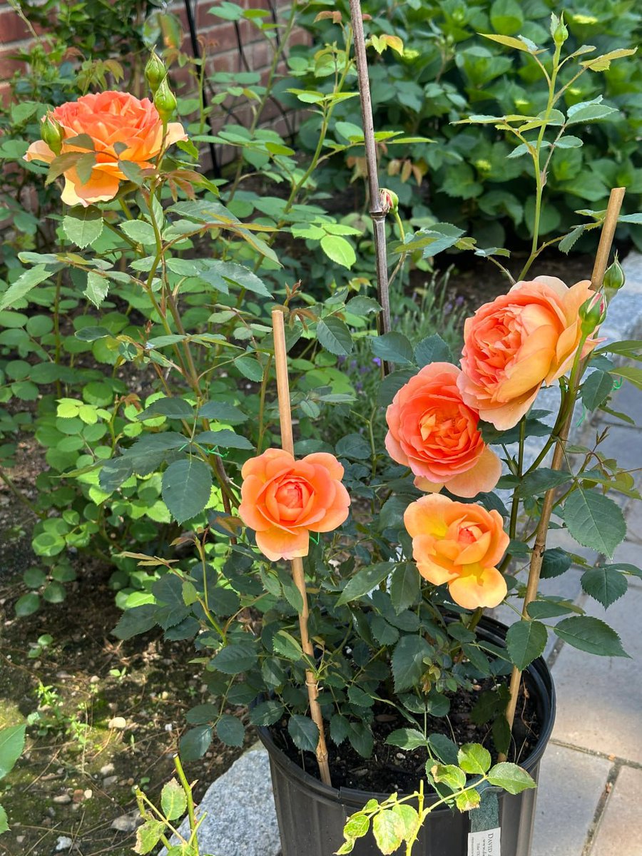 anna124_anna's tweet photo. In the garden of life, I rise like a vibrant rose😇 https://t.co/o1x9Kn6Gh6