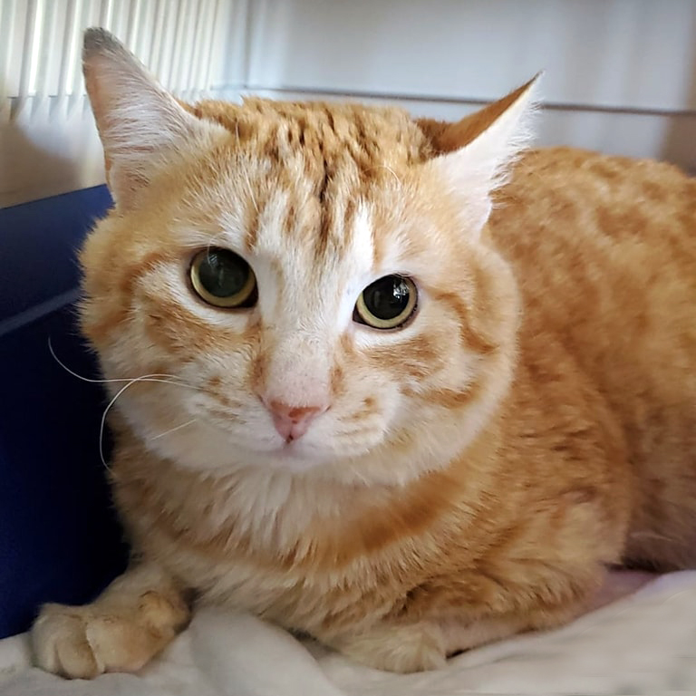 Fauna en Casa tweet media