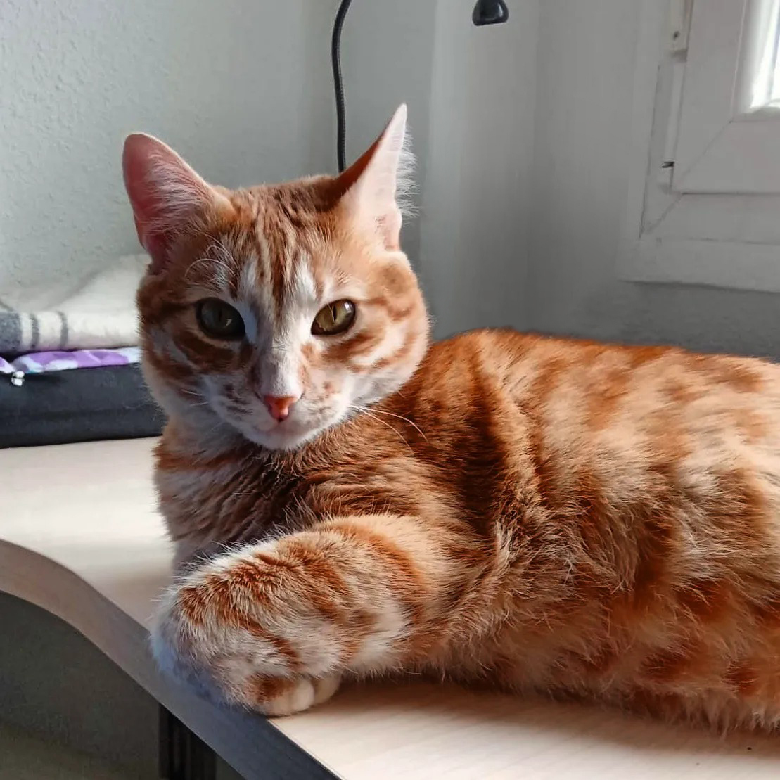 Fauna en Casa tweet media