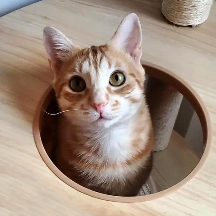 Fauna en Casa tweet media