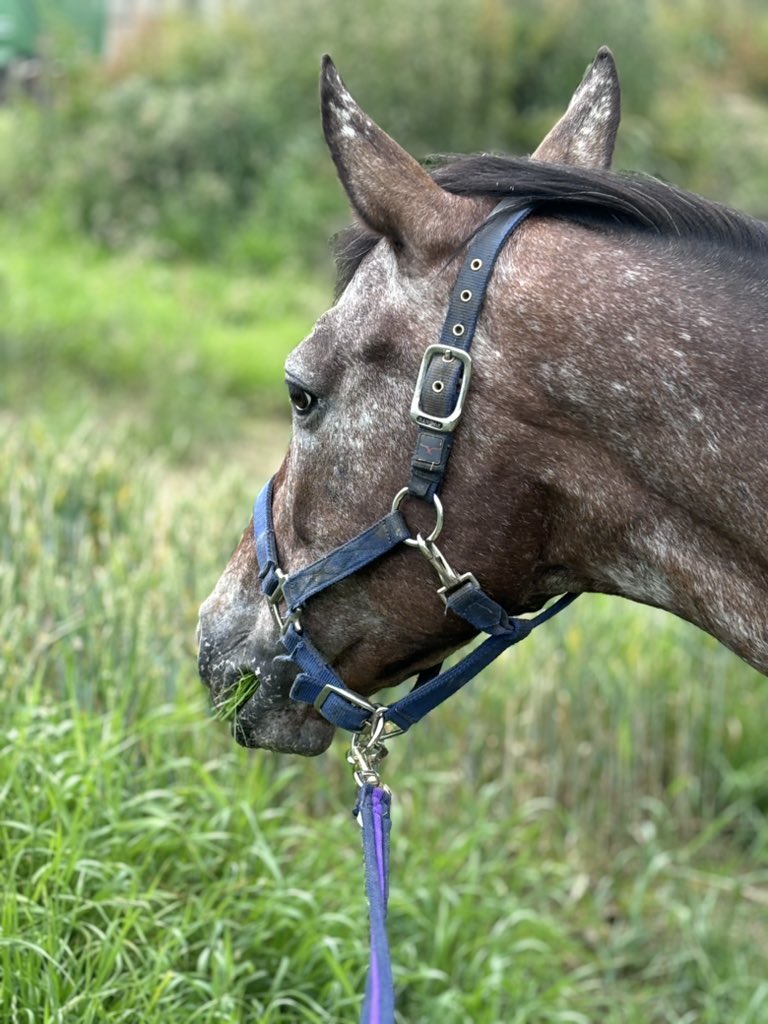 Unterwegs mit Liesel 🥰