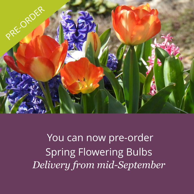 AshridgeTrees's tweet photo. 🌷🌼 Pre-order your spring flowering bulbs today! 🌼🌷 Secure your bulbs for September delivery and plan ahead for a vibrant garden next spring. 🌸🍃

👉 https://t.co/rCePnXC8zm

#GardenGoals #SpringFlowers #PreOrderNow #AutumnPlanting #GardenInspiration https://t.co/Gnk8r0SOdW