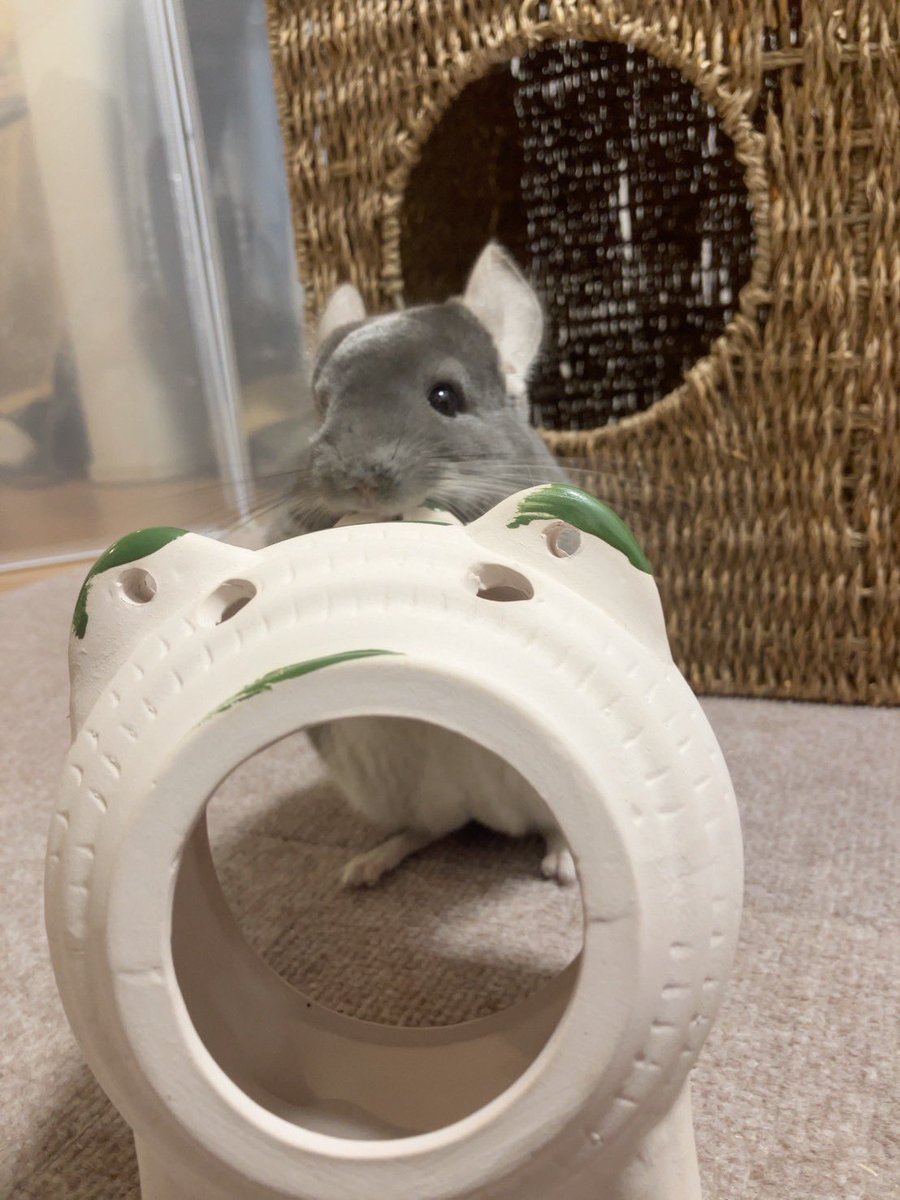 まめたろー日記