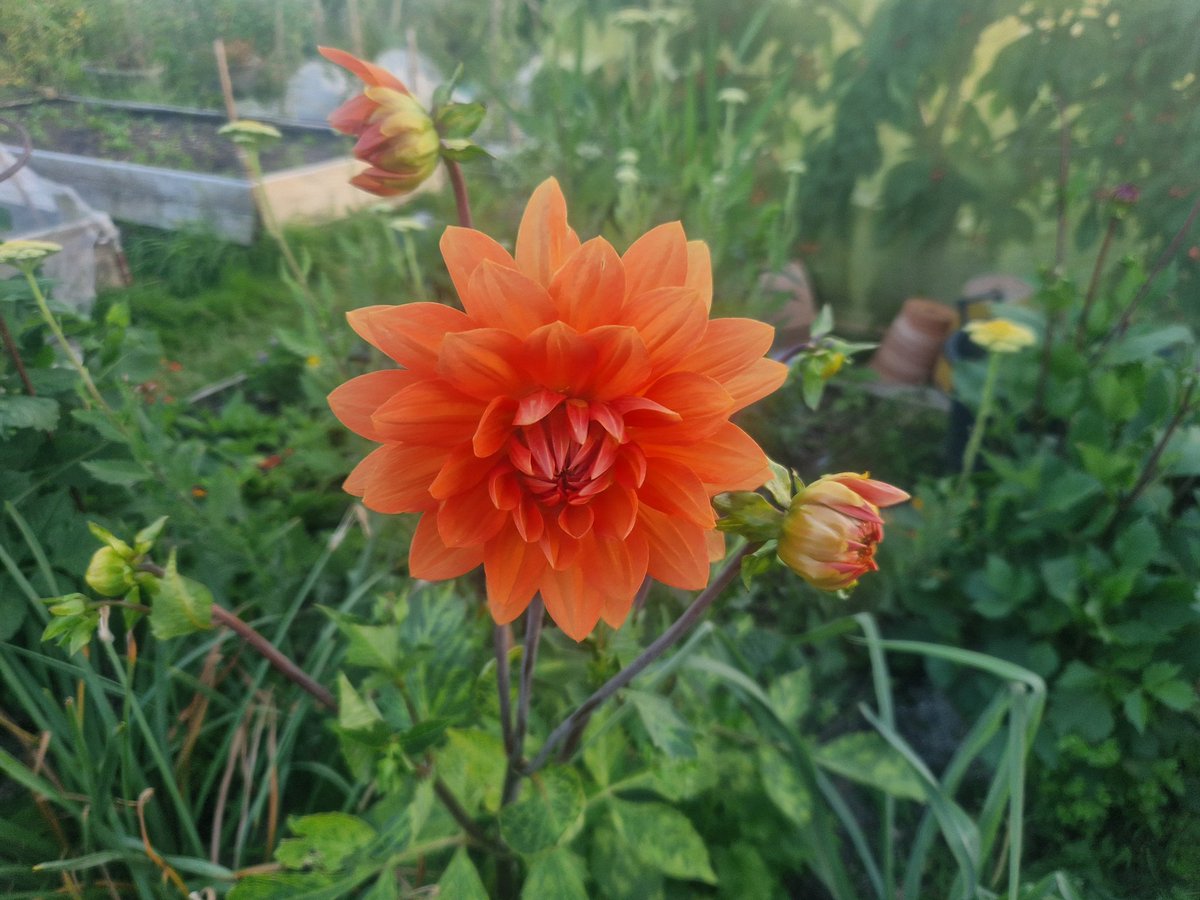 Richard Dee tweet media