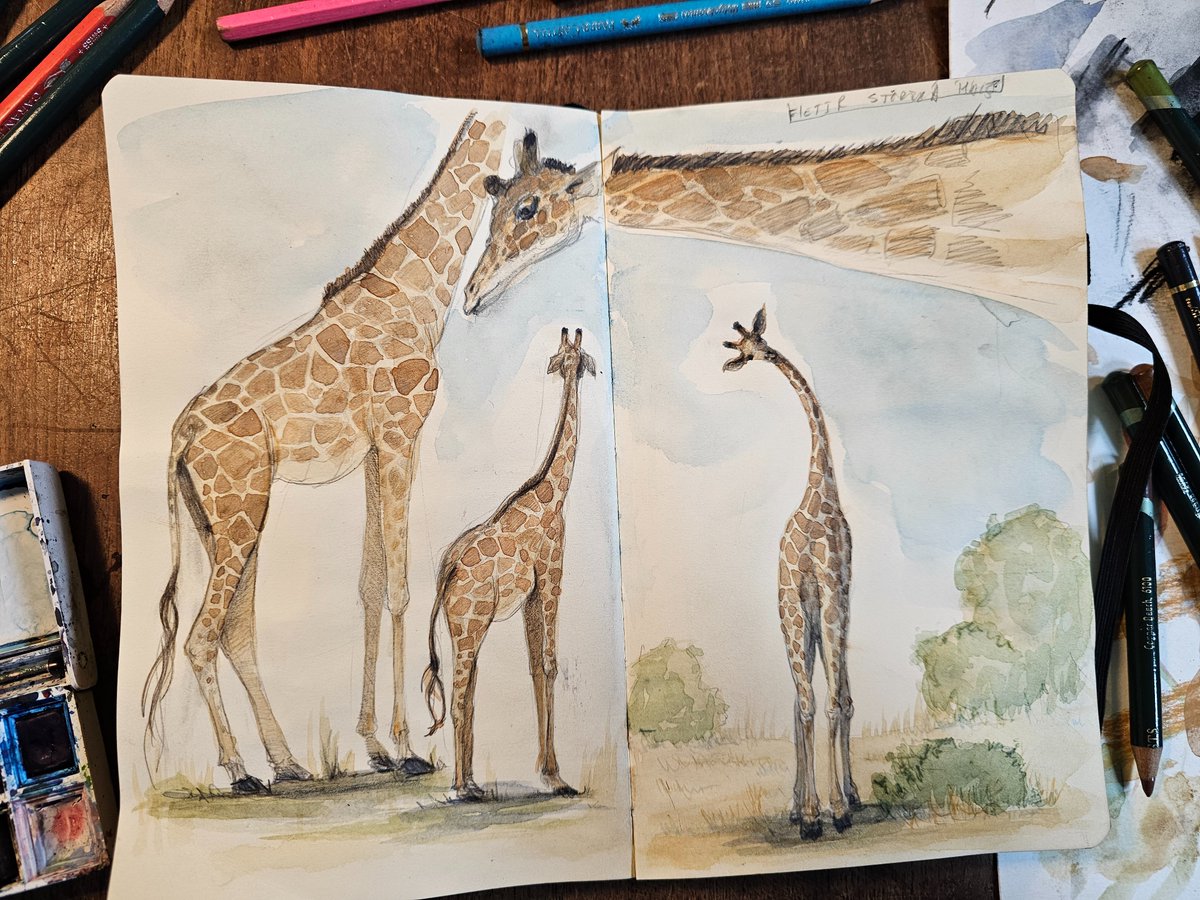 Did you know that today is World Giraffe Day?

There are no giraffes in Iceland but I met some in the Berlin Zoo a couple of weeks ago and caught them on my sketchbook page🦒
#WorldGiraffeDay #wildlifeillustration