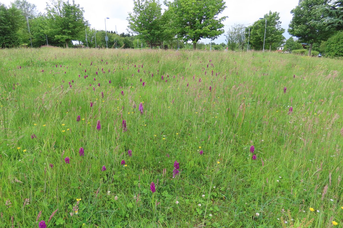 Donna Rainey (@donnarainey4) on Twitter photo Hospital grounds don't come much better than this. Causeway Hospital <a href="/NHSCTrust/">Northern Trust</a> extensive areas of native #wildflowers #orchids are stunning. These areas are managed as #meadows being cut & baled off once per year. Amazing habitat for wildlife & an ideal place to walk/de-stress. Hospital grounds don't come much better than this. Causeway Hospital <a href="/NHSCTrust/">Northern Trust</a> extensive areas of native #wildflowers #orchids are stunning. These areas are managed as #meadows being cut & baled off once per year. Amazing habitat for wildlife & an ideal place to walk/de-stress.