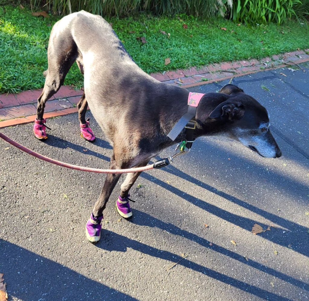 This cool dude with the fancy shoes is Carl. Carl is a bit shy but even though he doesn't beg for scritches, he becomes an immovable object when pets start. Carl is supercute. As are his booties