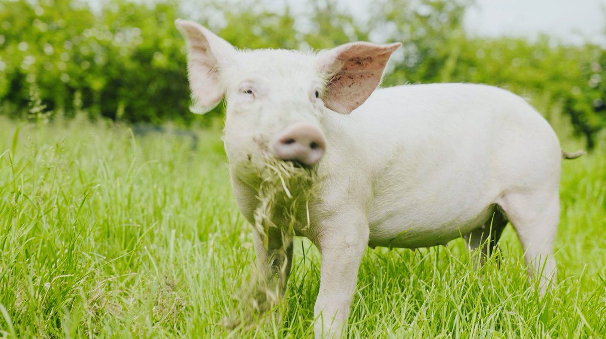 Celebrating #BringYourDogToWorkDay, let's not forget the millions of animals needing help. Meet Charlie 🐖, rescued from an <a href="/rspcaassured/">RSPCA Assured</a> farm by Animal Rising. Watch his journey <a href="/animal/">Recruiting Animal</a>.rising and please donate. They need our voices for a peaceful, pain-free life. 💚