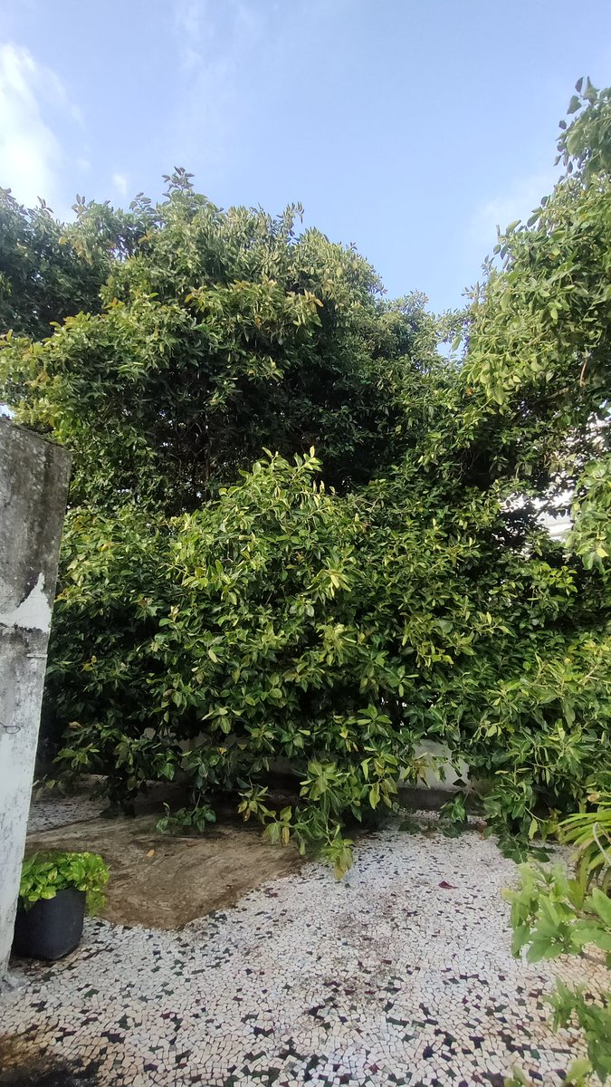 RChoksy's tweet photo. This grand Banyan tree's branches have invaded our terrace and are a potential threat to passersby as strong winds can cause the branches to break our parapet wall. We had raised a complaint online in JAN (722884091), and another one this month (722937861). No action taken yet. https://t.co/rX28jaVcnb