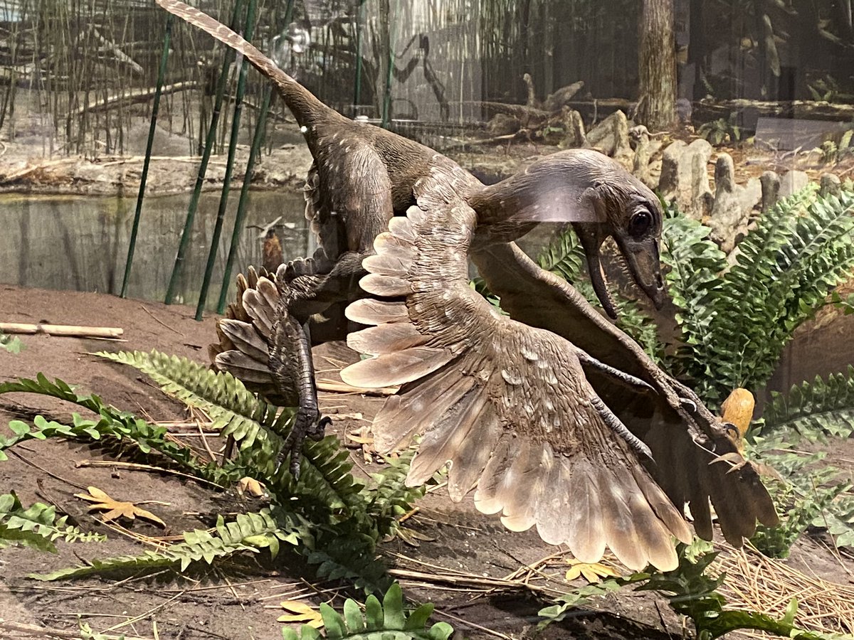 Another sketch I made at the <a href="/UMMNH/">University of Michigan Museum of Natural History</a>! This time I’m depicting the bird-like Sinornithosaurus in motion.

Hoping to make more friends at #NAPC2024 today. Would love to illustrate someone’s research/science figures!

#napc #sciart #dinosaur #sketch #ummnh