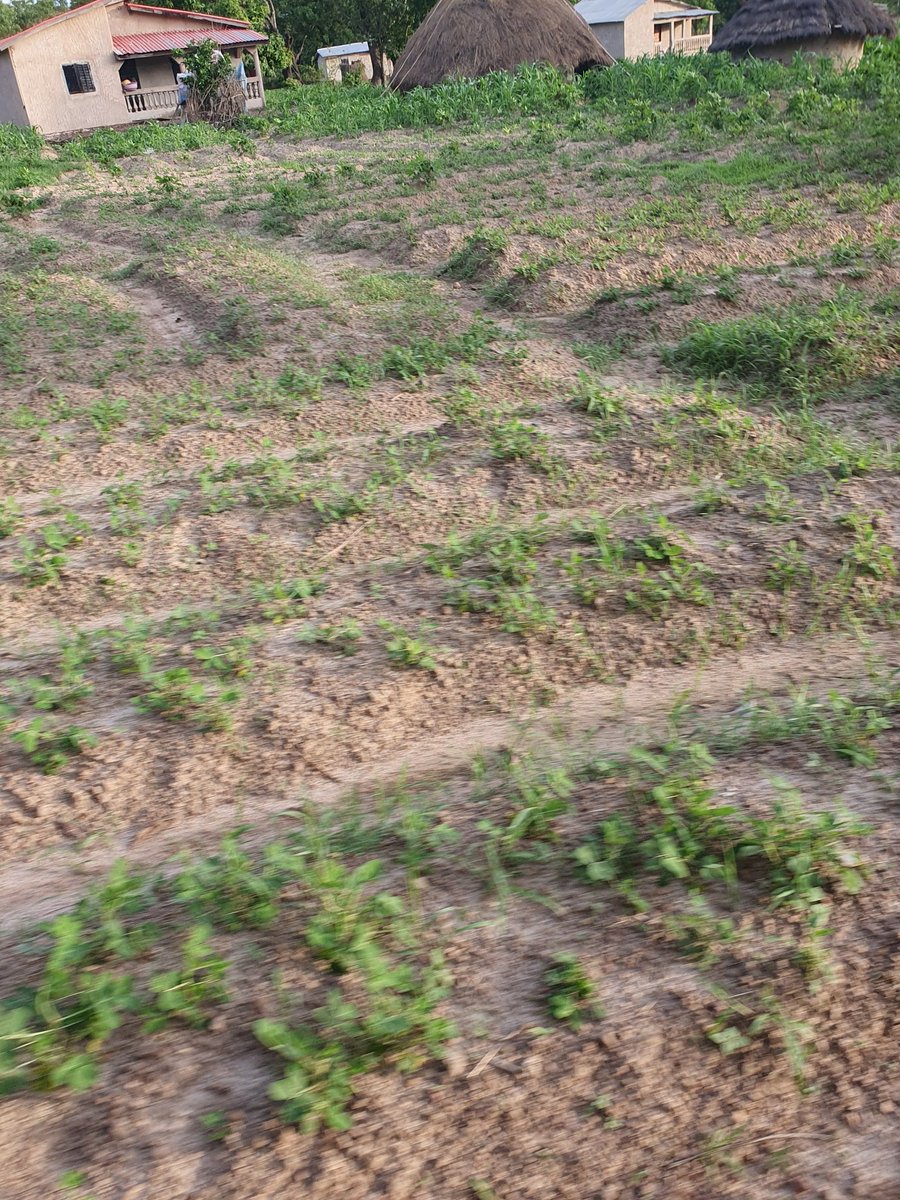 Habibabalde's tweet image. Keri kin ko lekki kori kin 
Rema reena ko lekki dogga dooma
#Pular