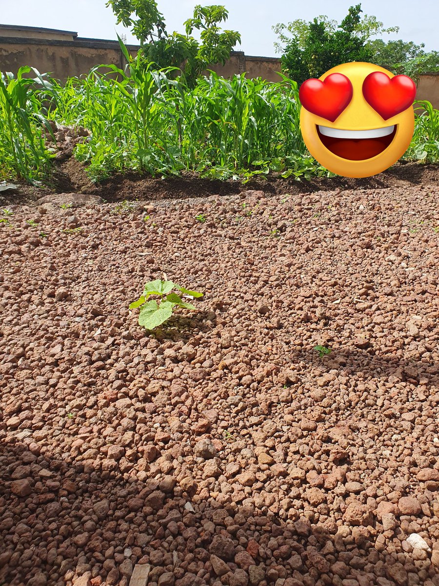 Habibabalde's tweet image. Keri kin ko lekki kori kin 
Rema reena ko lekki dogga dooma
#Pular