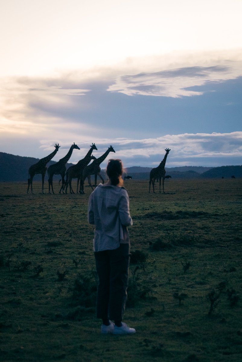 porinisafaris's tweet photo. #WanderlustFriday  #HappyWorldGiraffeDay from Porini Giraffe Camp in the stunning Mara Ripoi Conservancy!
Today, we celebrate the majestic giraffes that grace our beautiful conservancies. Did you know that giraffes can run as fast as 35 miles per hour over short distances? https://t.co/vTm19ZtKqN